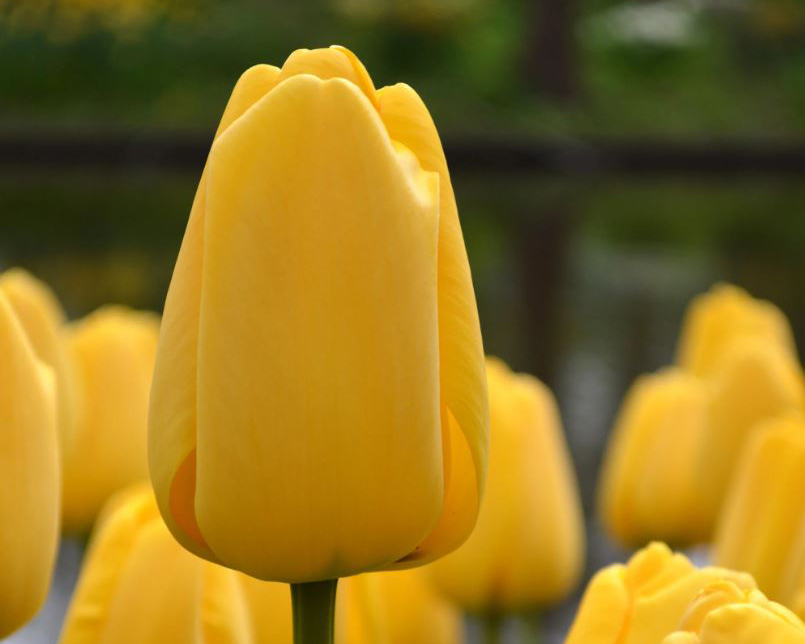 Tulipa 'Golden Parade'